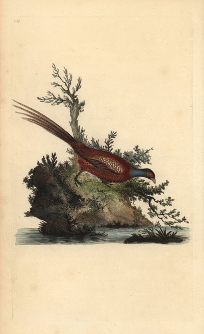 Fagiano comune, Phasianus colchicus da Edward Donovan