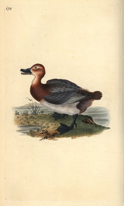 Moriglione, Aythya ferina (femmina) da Edward Donovan