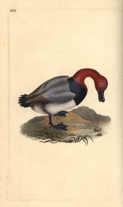 Moriglione comune o fischione dalla testa rossa, Aythra ferina (maschio). Incisione colorata a mano tratta da Edward Donovan dal suo Natural History of British Birds, Londra da Edward Donovan
