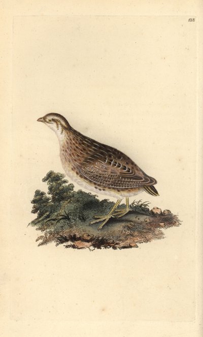 Quaglia comune, Coturnix coturnix da Edward Donovan
