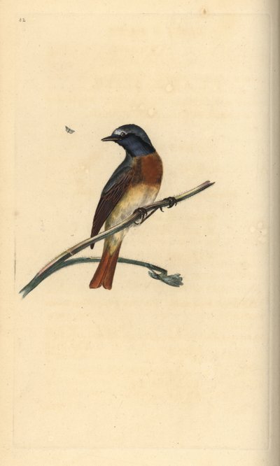 Phoenicurus phoenicurus. Incisione a mano colorata disegnata e incisa da Edward Donovan dal suo "Natural History of British Birds," Londra da Edward Donovan