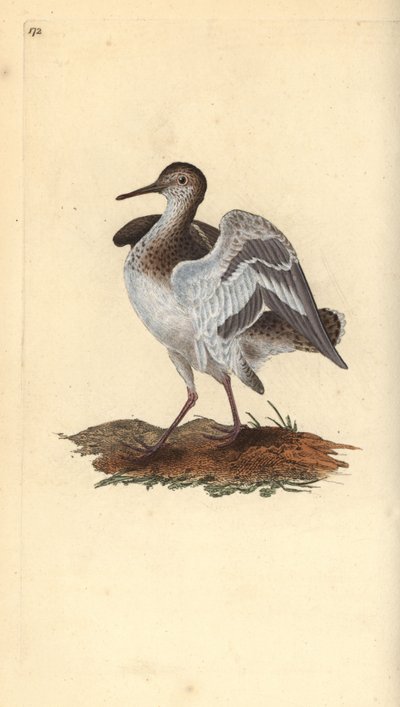 Piro piro piccolo, Actitis hypoleucos da Edward Donovan