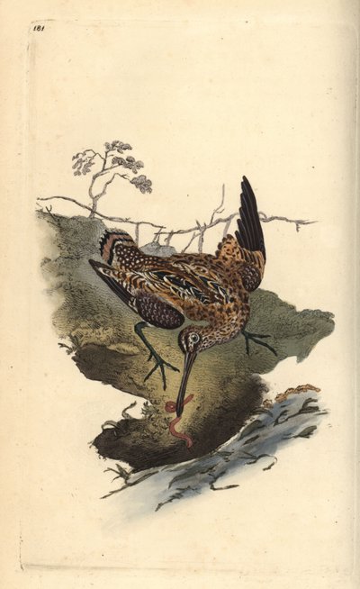 Beccaccino comune che cattura un verme. Incisione a mano colorata a rame disegnata e incisa da Edward Donovan dal suo Natural History of British Birds, Londra da Edward Donovan