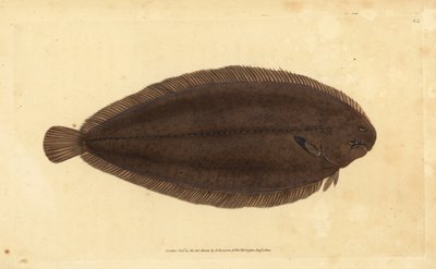 Sogliola comune o sogliola di Dover, Solea solea (Pleuronectes solea). Incisione a mano colorata disegnata e incisa da Edward Donovan dalla sua Storia Naturale dei Pesci Britannici, Donovan e F.C. e J. Rivington, Londra da Edward Donovan