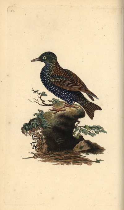 Storno comune, Sturnus vulgaris. Incisione a mano colorata disegnata e incisa da Edward Donovan dal suo "Storia Naturale degli Uccelli Britannici", Londra da Edward Donovan