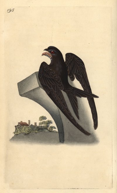 Rondone comune, Apus apus da Edward Donovan