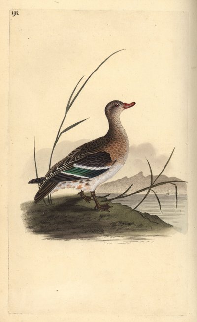 Alzavola (femmina) da Edward Donovan