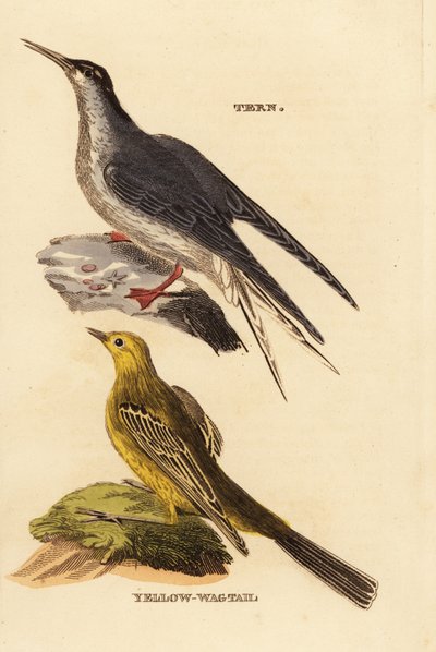 Sterna comune, Sterna hirundo, e ballerina gialla, Motacilla flava da Edward Donovan