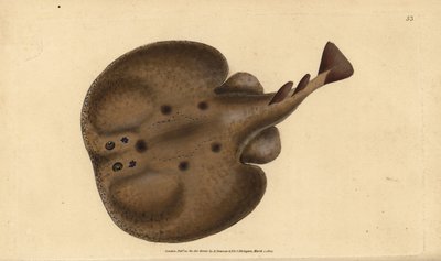Torpedine comune o razza elettrica ocellata, Raja torpedo. Incisione colorata a mano tratta da Edward Donovan dal suo Natural History of British Fishes, Donovan e F.C. e J. Rivington, Londra da Edward Donovan