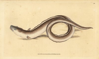 Muraena conger. Incisione a mano colorata disegnata e incisa da Edward Donovan dal suo Natural History of British Fishes, Donovan e F.C. e J. Rivington, Londra da Edward Donovan