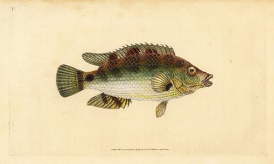 Symphodus melops (Labrus cornubius). Incisione a mano colorata disegnata e incisa da Edward Donovan dal suo "Natural History of British Fishes", Donovan e F.C. e J. Rivington, Londra da Edward Donovan