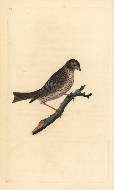 Strillozzo, Miliaria calandra da Edward Donovan