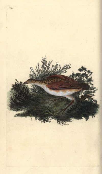 Re di quaglie, Crex crex. Quasi minacciato. Incisione a mano colorata disegnata e incisa da Edward Donovan dal suo "Storia Naturale degli Uccelli Britannici", Londra da Edward Donovan
