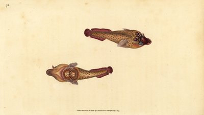 Ventosa cornica, Lepadogaster purpurea da Edward Donovan