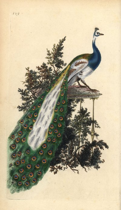 Pavone indiano, Pavo cristatus da Edward Donovan