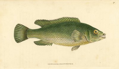 Labrus mixtus (Labrus lineatus). Incisione a mano colorata disegnata e incisa da Edward Donovan dal suo "Natural History of British Fishes", Donovan e F.C. e J. Rivington, Londra da Edward Donovan
