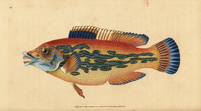 Labrido cuculo, Labrus mixtus (Labrido striato, Labrus variegatus). Incisione colorata a mano tratta da Edward Donovan dal suo Natural History of British Fishes, Donovan e F.C. e J. Rivington, Londra da Edward Donovan