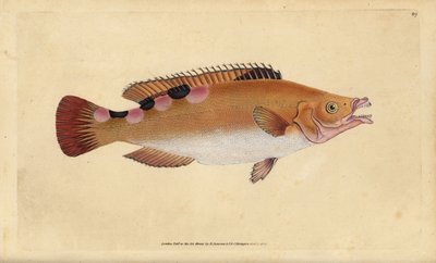 Tordo cuculo, Labrus mixtus. Incisione a mano colorata disegnata e incisa da Edward Donovan dal suo 