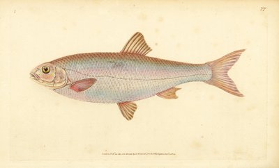 Cavedano, Leuciscus leuciscus (Cyprinus leuciscus). Rame inciso e colorato a mano disegnato e inciso da Edward Donovan dalla sua Storia Naturale dei Pesci Britannici, Donovan e F.C. e J. Rivington, Londra da Edward Donovan