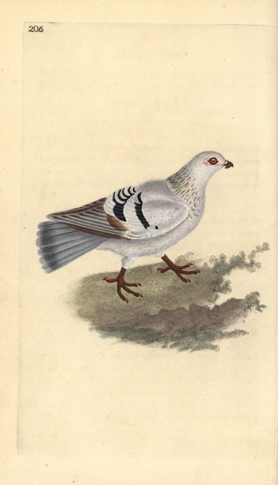 Piccione domestico, Columba livia domestica da Edward Donovan
