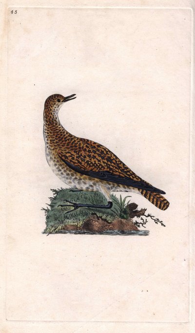 Piviere dorato, Pluvialis apricaria da Edward Donovan