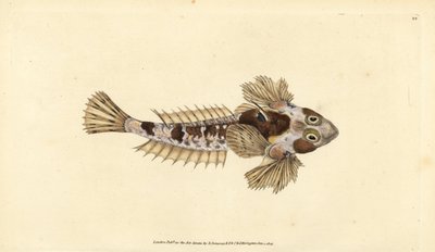 Dragoncello, Callionymus lyra da Edward Donovan