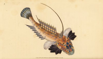 Dragoncello, Callionymus lyra da Edward Donovan