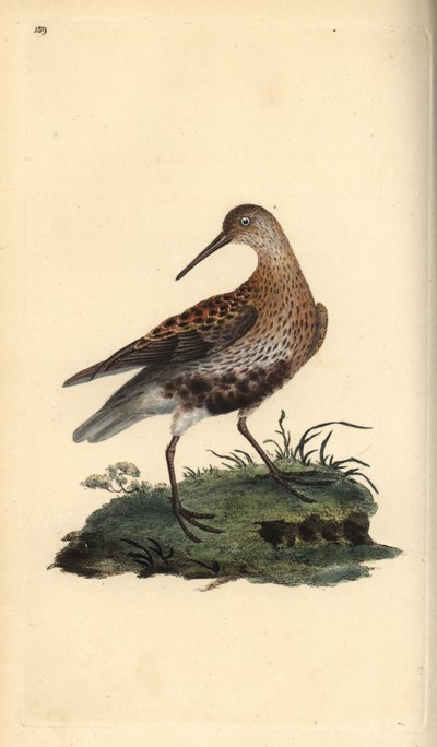 Piovanello pancianera, Calidris alpina da Edward Donovan