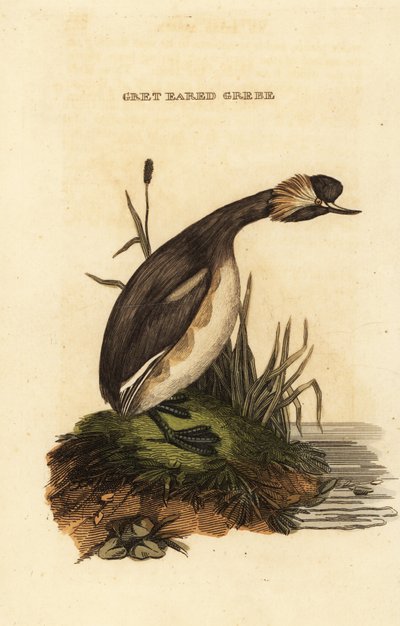 Svasso cornuto, adulto, Podiceps auritus da Edward Donovan