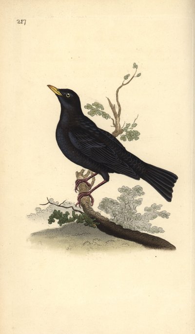 Merlo eurasiatico, Turdus merula da Edward Donovan