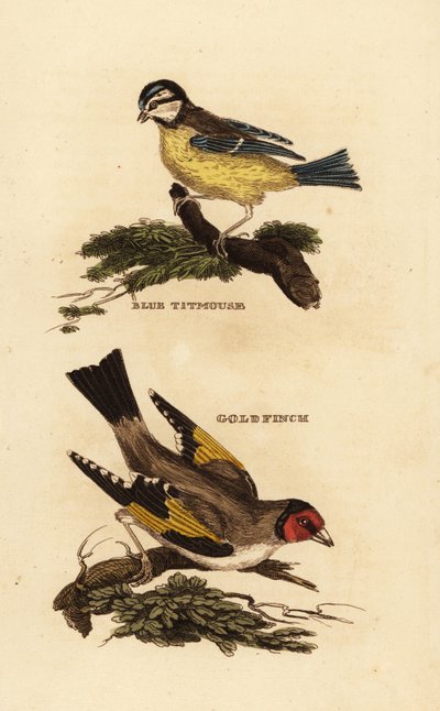 Cincia azzurra eurasiatica, Cyanistes caeruleus, e cardellino europeo, Carduelis carduelis da Edward Donovan