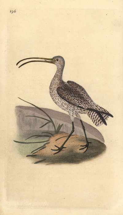 Chiurlo eurasiatico, Numenius arquata da Edward Donovan
