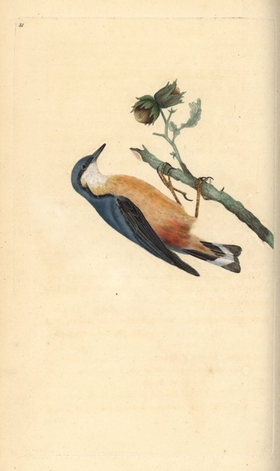 Picchio muratore eurasiatico, Sitta europaea, su un albero di nocciolo, Corylus avellana da Edward Donovan