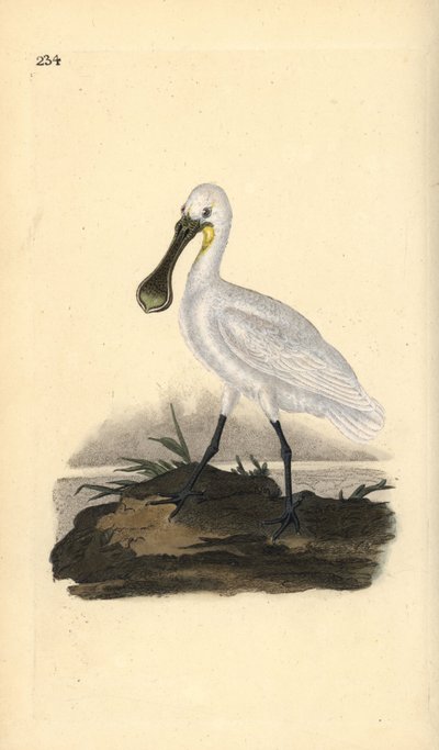 Spatola comune. Incisione a mano colorata a rame disegnata e incisa da Edward Donovan dal suo Natural History of British Birds, Londra da Edward Donovan