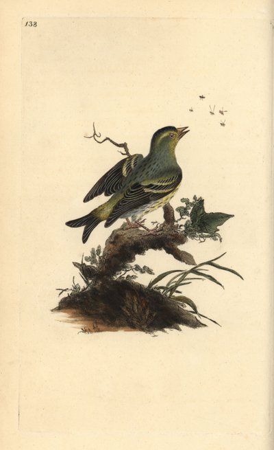 Lucherino eurasiatico, Carduelis spinus da Edward Donovan