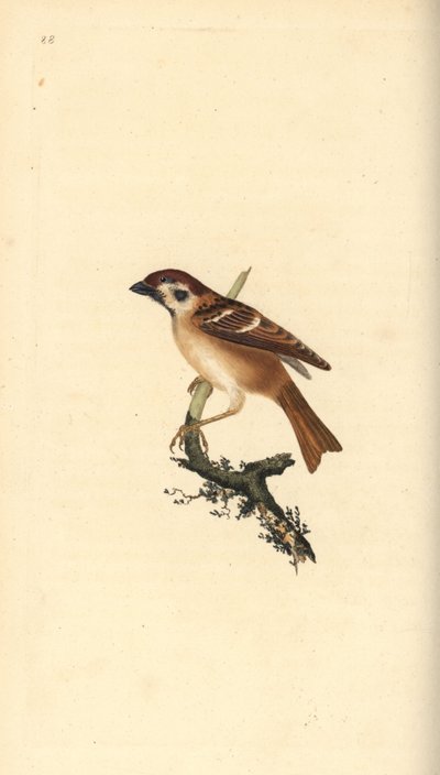 Passero mattugio eurasiatico, Passer montanus da Edward Donovan