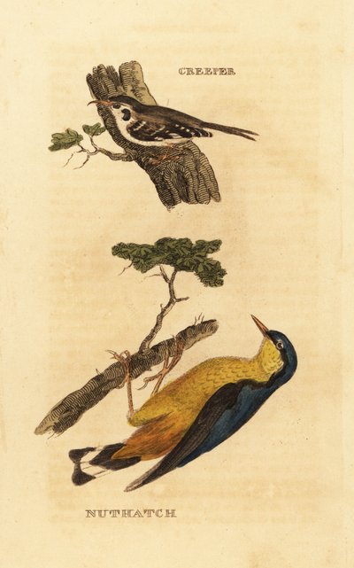 Rampichino comune, Certhia familiaris, e picchio muratore, Sitta europaea da Edward Donovan