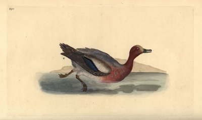 Fischione eurasiatico, Anas penelope da Edward Donovan