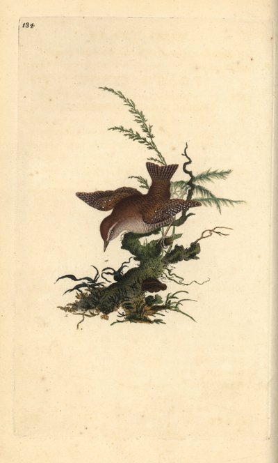 Scricciolo eurasiatico, Troglodytes troglodytes da Edward Donovan