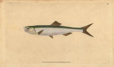 Acciuga europea, Engraulis encrasicolus. Incisione a mano colorata disegnata e incisa da Edward Donovan dal suo Natural History of British Fishes, Donovan e F.C. e J. Rivington, Londra da Edward Donovan