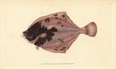 Platessa europea, Platichthys flesus. Incisione a mano colorata disegnata e incisa da Edward Donovan dal suo Natural History of British Fishes, Donovan e F.C. e J. Rivington, Londra da Edward Donovan