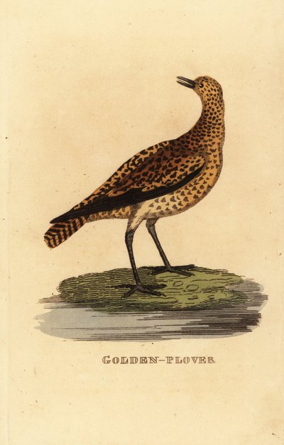 Piviere dorato europeo, Pluvialis apricaria da Edward Donovan