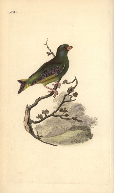 Verdone, Carduelis chloris da Edward Donovan