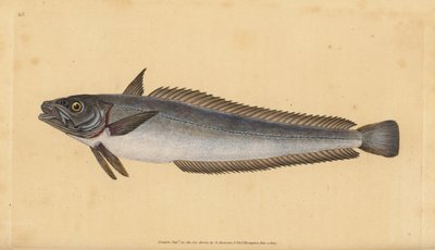 Nasello europeo, Merluccius merluccius da Edward Donovan