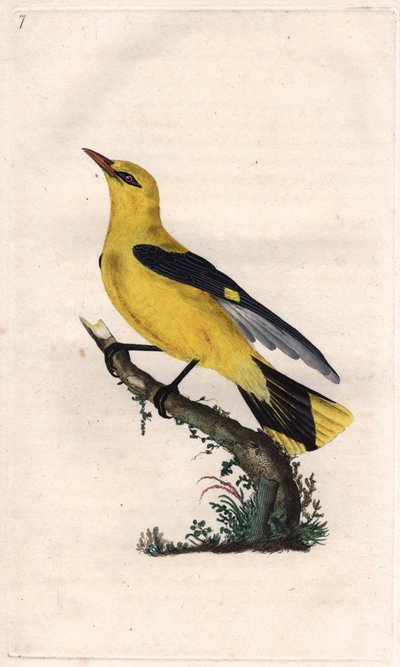 Rigogolo europeo, Oriolus oriolus da Edward Donovan