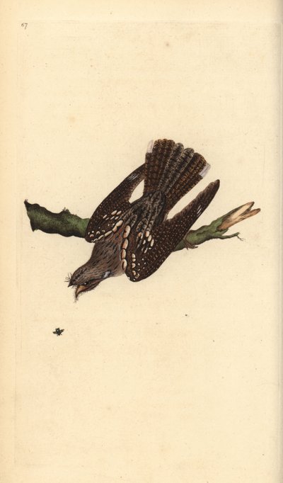 Succiacapre europeo, Caprimulgus europaeus. Incisione colorata a mano tratta da Edward Donovan dal suo Natural History of British Birds, Londra da Edward Donovan