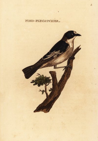Balia nera, Ficedula hypoleuca da Edward Donovan