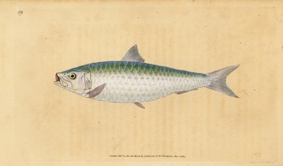 Sardina europea, Sardina pilchardus da Edward Donovan