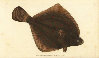 Platessa europea, Pleuronectes platessa da Edward Donovan