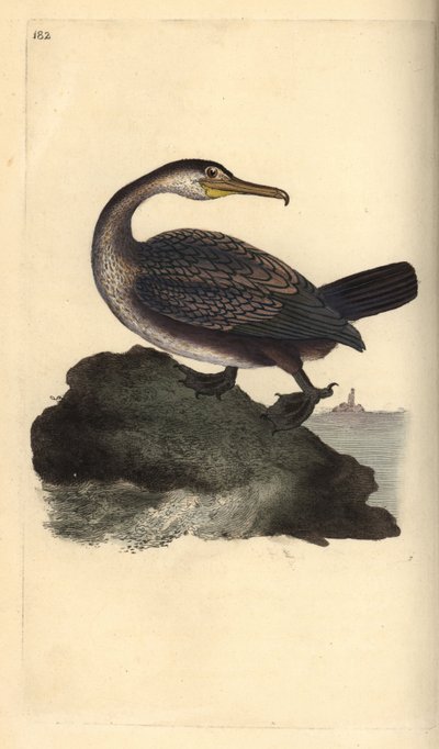 Marangone dal ciuffo, Phalacrocorax aristotelis da Edward Donovan